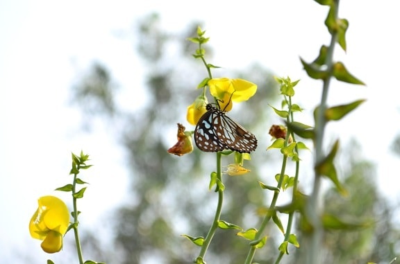 Tigre mariposa, flor, prado, hierba, insecto