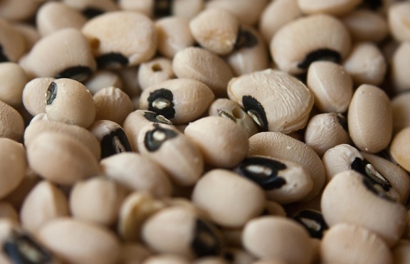 beans, close, seed, bean, brown, food