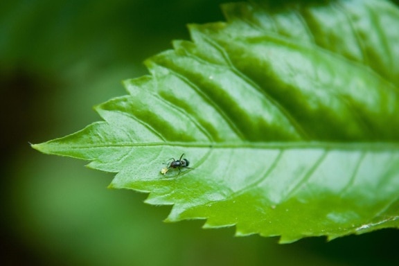 ant, leaf, green, herb, insect