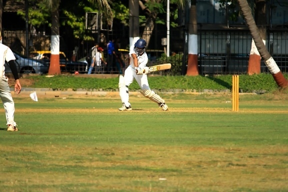 Cricket sport, játék, sport, mező, fű, ember