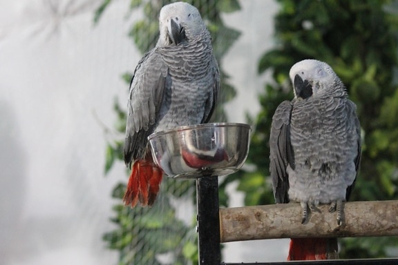 grey, bird, feather, parrot