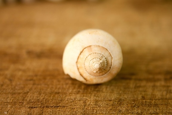 Seashell, mollusk, snigel, dekoration