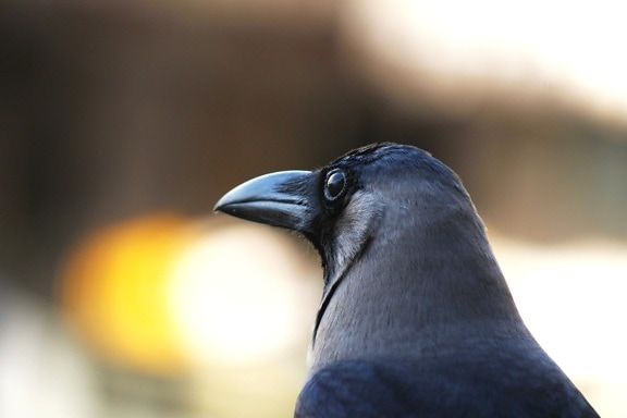 Crow, vogel, hoofd