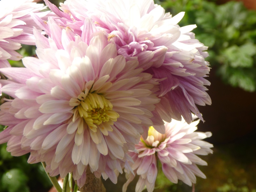 blomster, blomstre, haven, blosom, Støvvejen, nektar