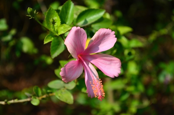 Hibiscus, roze bloem, kruid, bloesem, bloemblaadje, Tuin