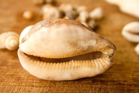 Seashell, mollusk, conch, djur