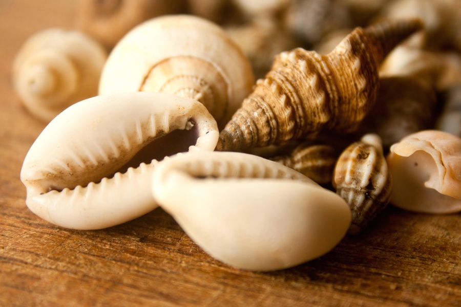 Seashell, sống ở biển, màu nâu