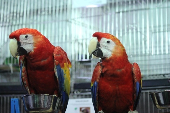 eksotis, macaw burung beo, burung kakaktua, hewan, warna-warni, merah