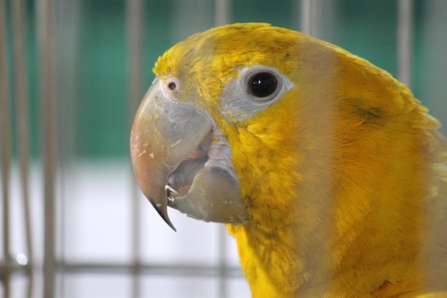 Gelb, vogel, käfig, papagei