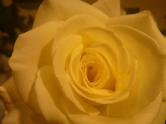 κίτρινο, rose, λουλούδι, πέταλο, βότανο