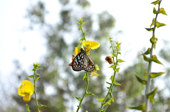 flor amarela, de borboleta, Prado, grama