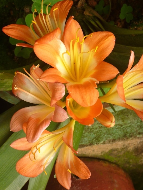 cvijet Ljiljana, biljka, tučak, latice