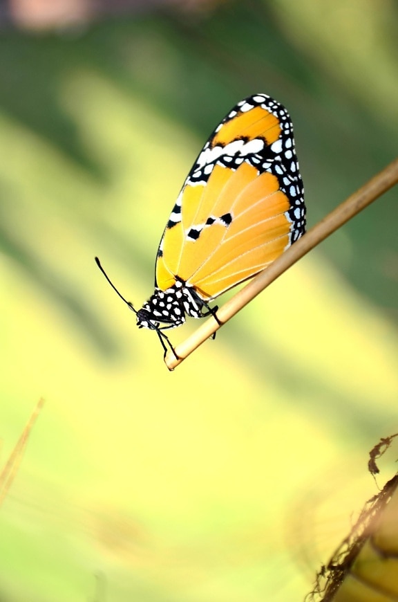 kupu-kupu, belatung, serangga, sayap, warna-warni