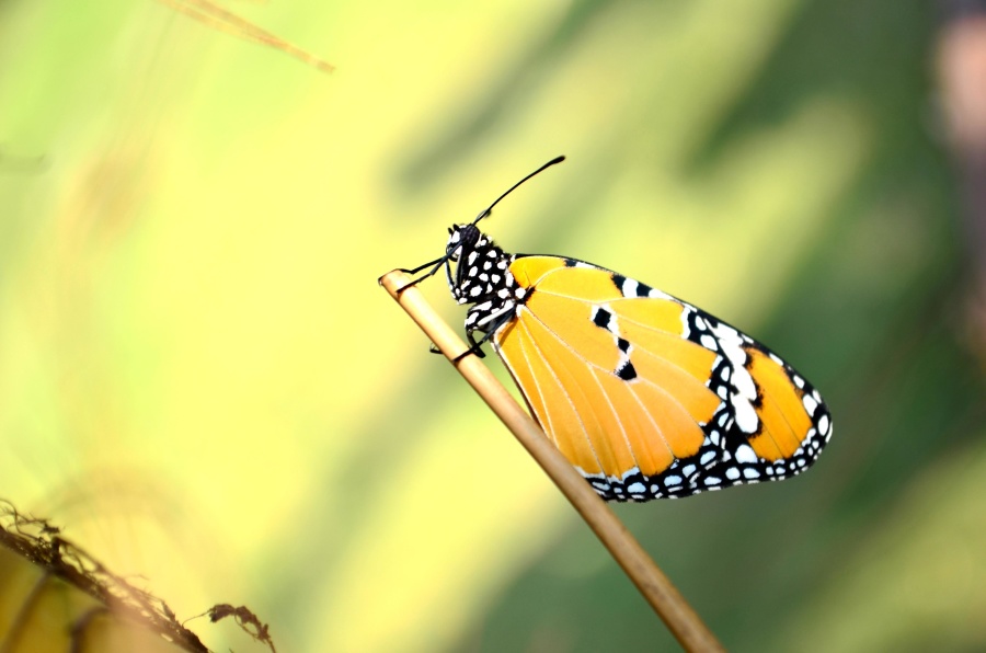 蝶、メタモルフォーゼ、翼、カラフルな昆虫