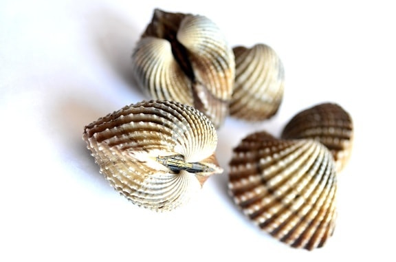 seashell, mollusk, close, brown