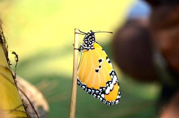 borboleta, bonita, insetos, asa de borboleta-monarca,