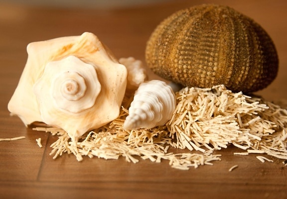 Seashell, sjöborre, dekoration, objekt, brun