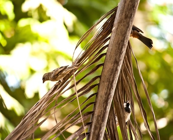 Sparrow, burung, pohon palem