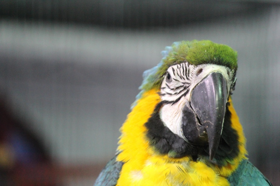 parrot, macaw, bird, beak, wildlife, feather, animal