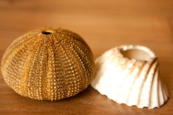 Seashell mollusk, ruskea, lähellä, merisiilin