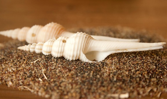 Seashell, caracol, areia, natureza-morta