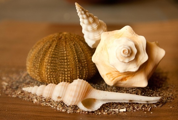 Seashell, concha, molusco, todavía, vida
