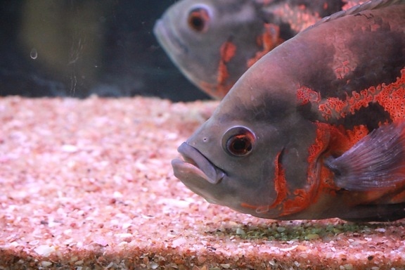 orange color, fish, underwater, animal