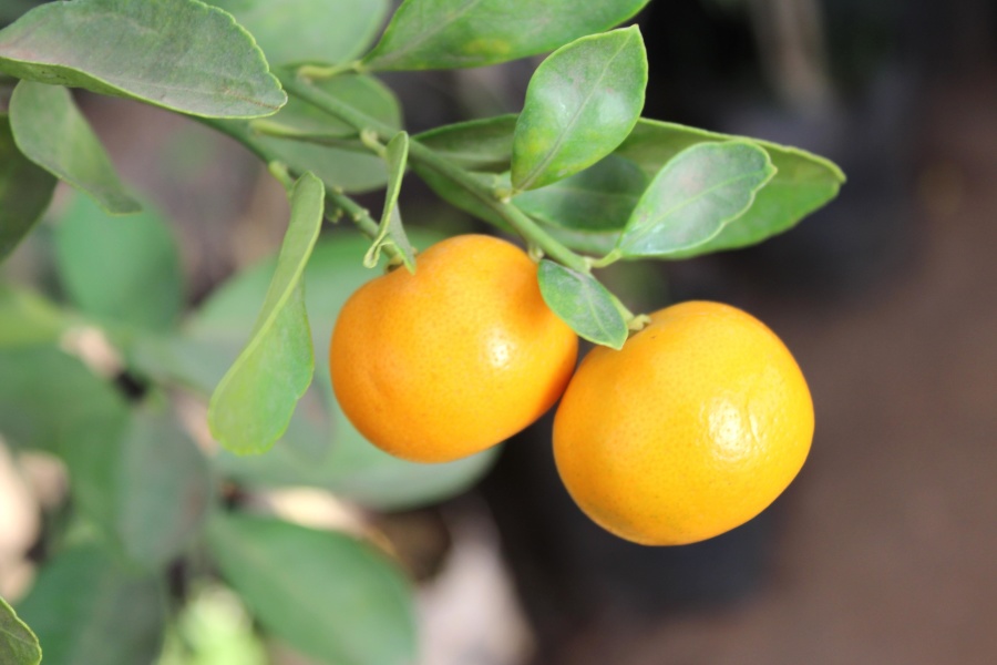 สีส้ม ผลไม้ พืช ส้ม อาหาร วิตามิน