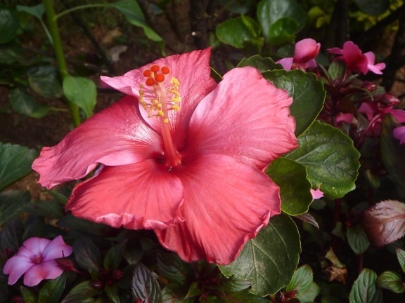 Hibiscus rosu, culoare, floare, planta, floare, gradina, pistil, polen