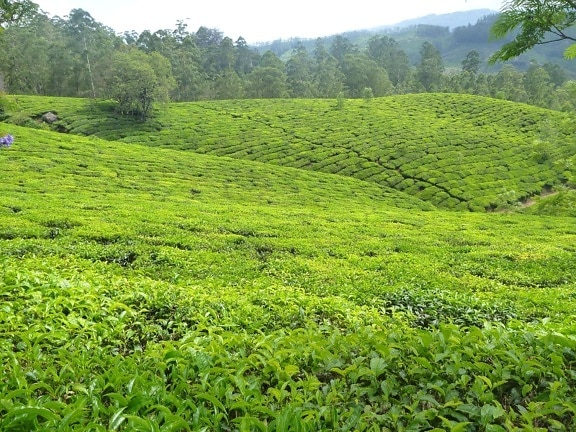 groene thee, plantation, heuvel, landschap, veld, gras, weide, landbouw
