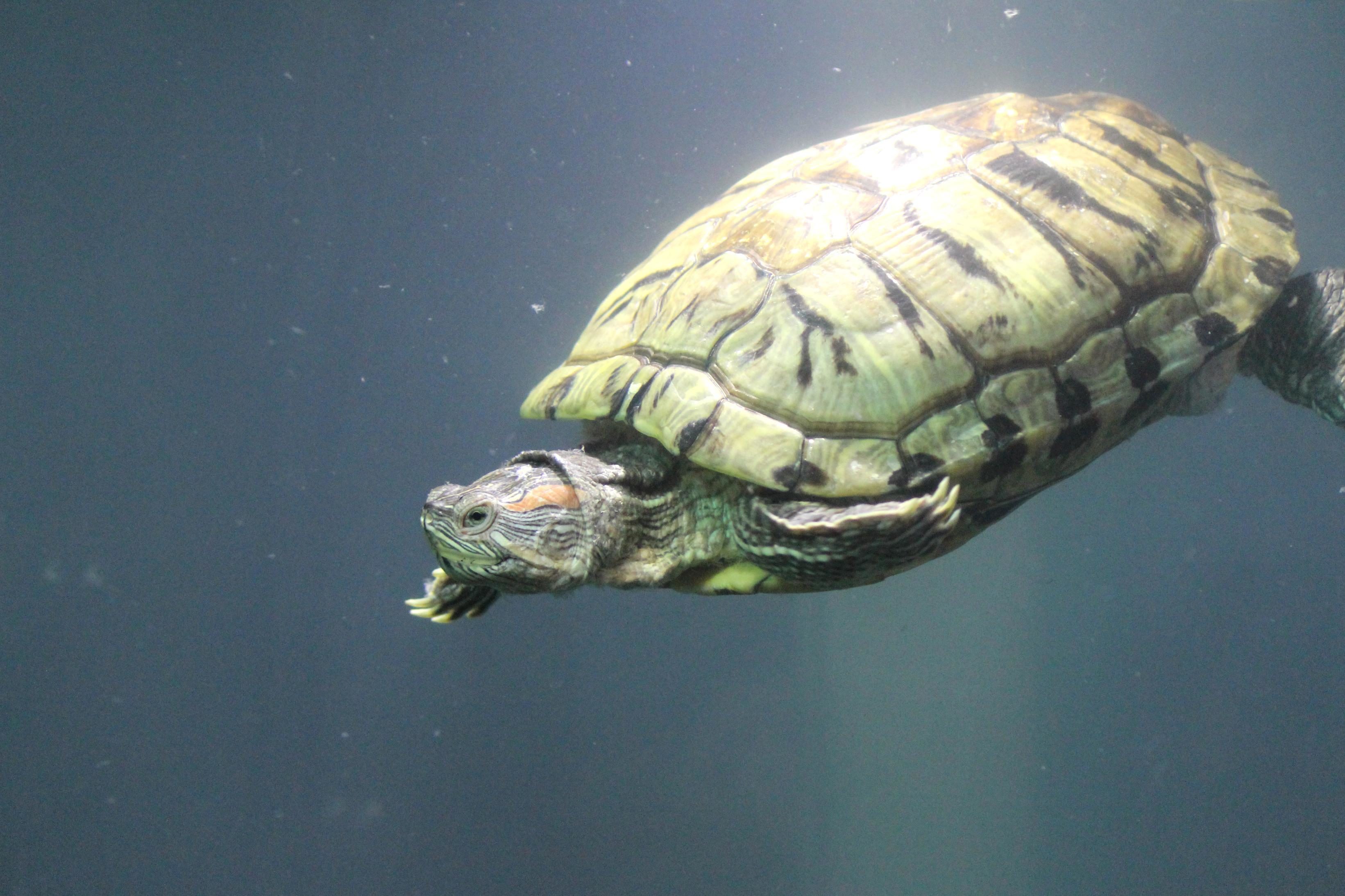 Potentieel Alert beu Gratis afbeelding: schildpad, water, dier, reptiel, onderwater