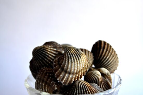seashell, glass, bowl, mollusk, still life, decoration