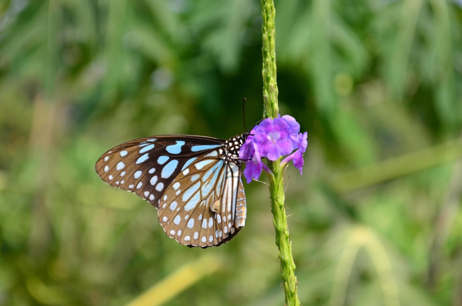 Blu, metamorfosi, farfalla, insetto, blu