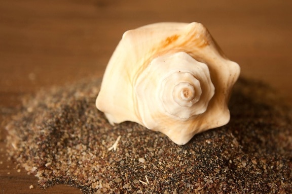 Seashell, sand, dekoration, stilleben