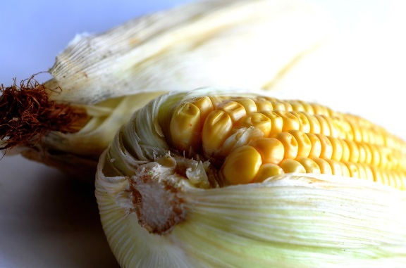 food, maize, vegetable, corn, leaf, seed