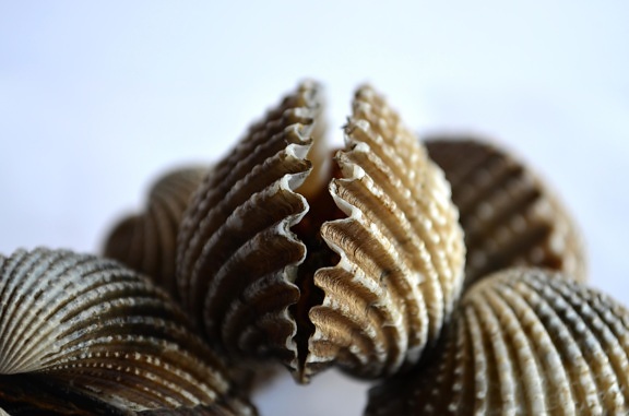 Seashell mollusk, ruskea, niveljalkaisten