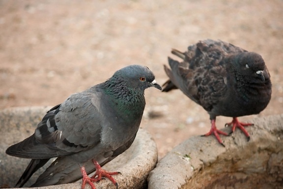 pigeon, bird, animal, concrete