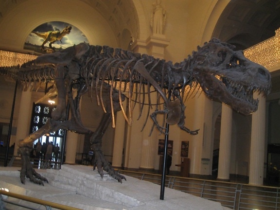 Dinosaure, squelette, os, fossile, musée, dinosaure, tricératops