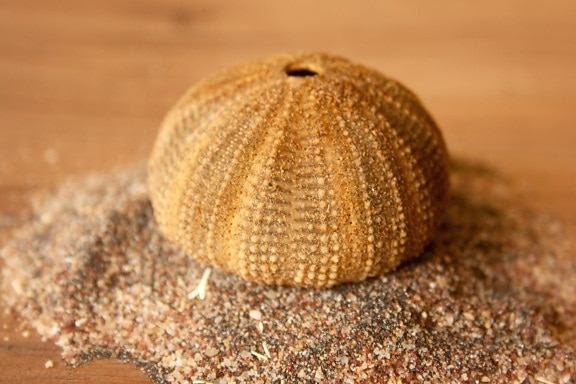 Seashell, arena, todavía vida, marrón, objeto, decoración, molusco