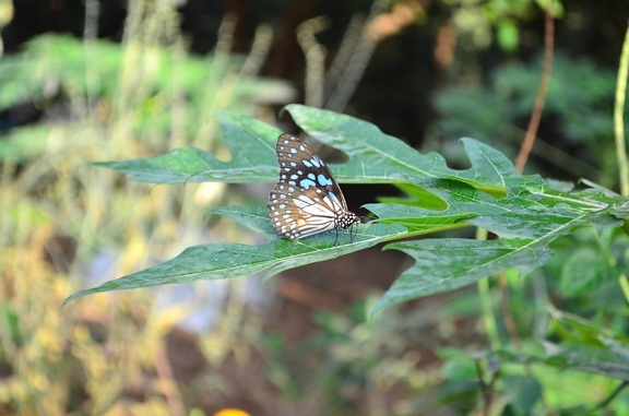 Tiger butterfly, listí, hmyzu, členovci, zvířat, bylina