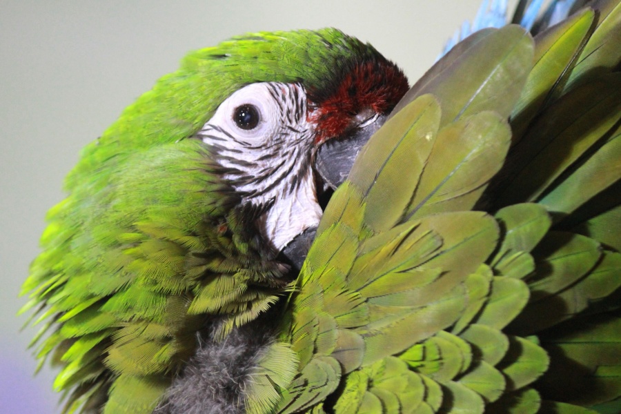 hijau, burung beo, macaw, burung, paruh, warna-warni, hewan