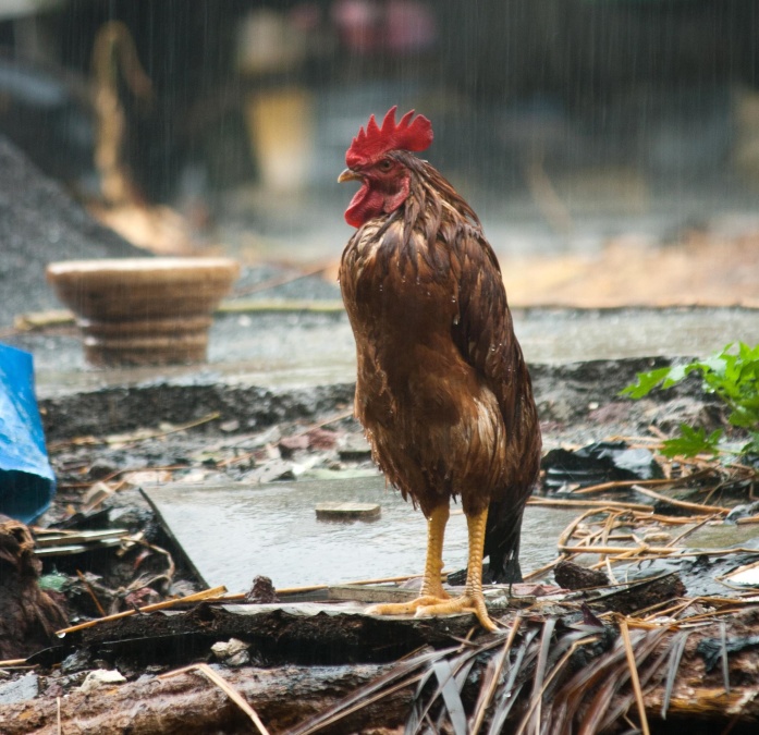 Gallo, pioggia, animale, uccello, pollo, becco, pollame