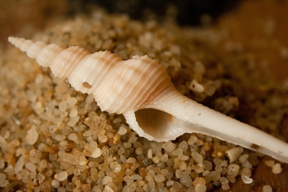 Seashell, arena, caracol, molusco, gastrópodo, invertebrado