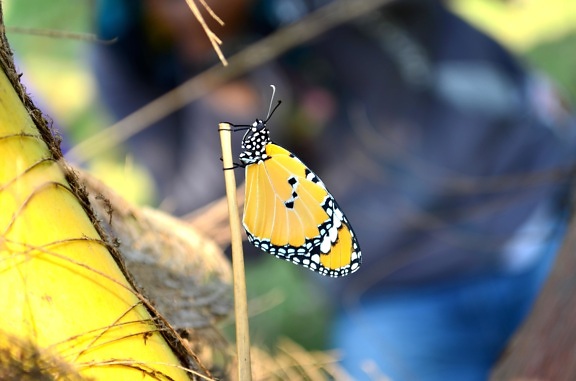 metamorphose borboleta, inseto de erva, amarelo,,
