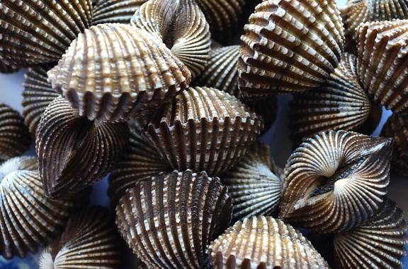 Seashell, Натюрморт, об'єкт, коричневий, прикраса, макрос, молюск