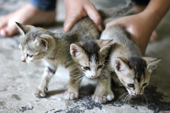 kat, katje, dier, kat, bont, huisdier, binnenlandse kat, schattig, kitty, hand
