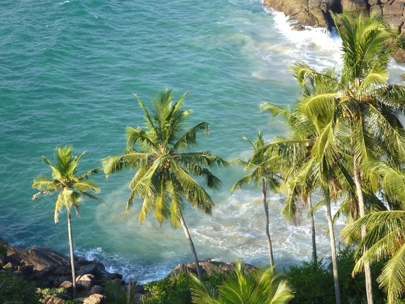 パラダイス、海、ココナッツ、ヤシの木、夏、水、風景、エキゾチックな