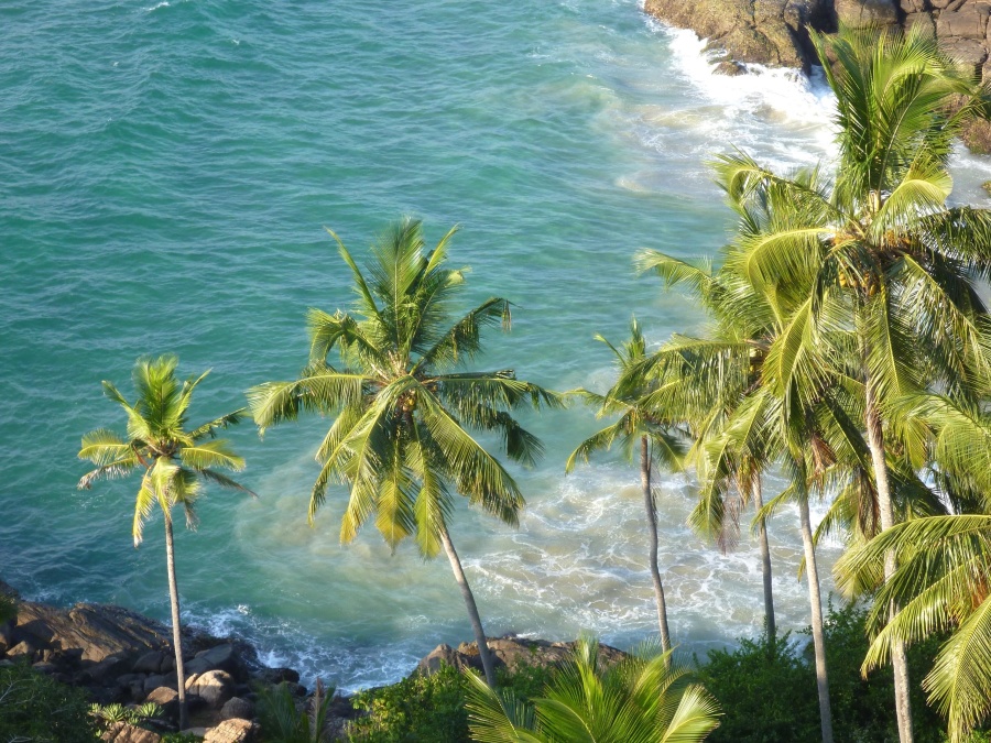 paradise, sea, coconut, palm tree, summer, water, landscape, exotic