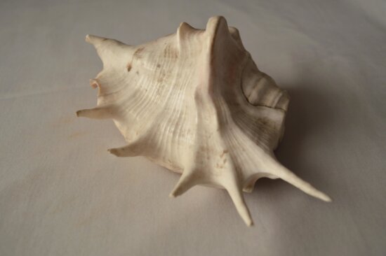 conch, white, decoration, seashell