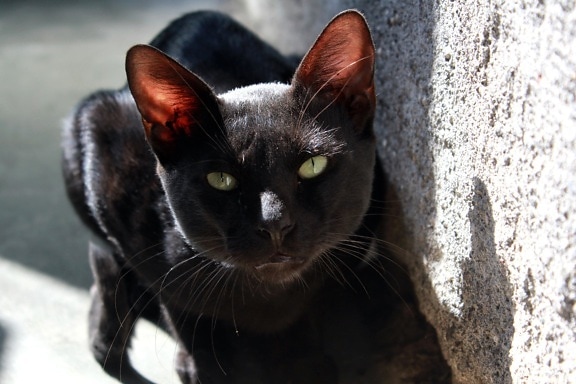 černá kočka, zelené oko, kočka, kočkovitá šelma, zvíře, kotě, kožešiny, pet, kočka domácí